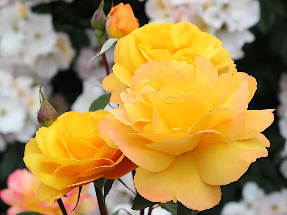 Rosa 'Alex's Lemonade Stand' (Alex's Lemonade Stand Grandiflora